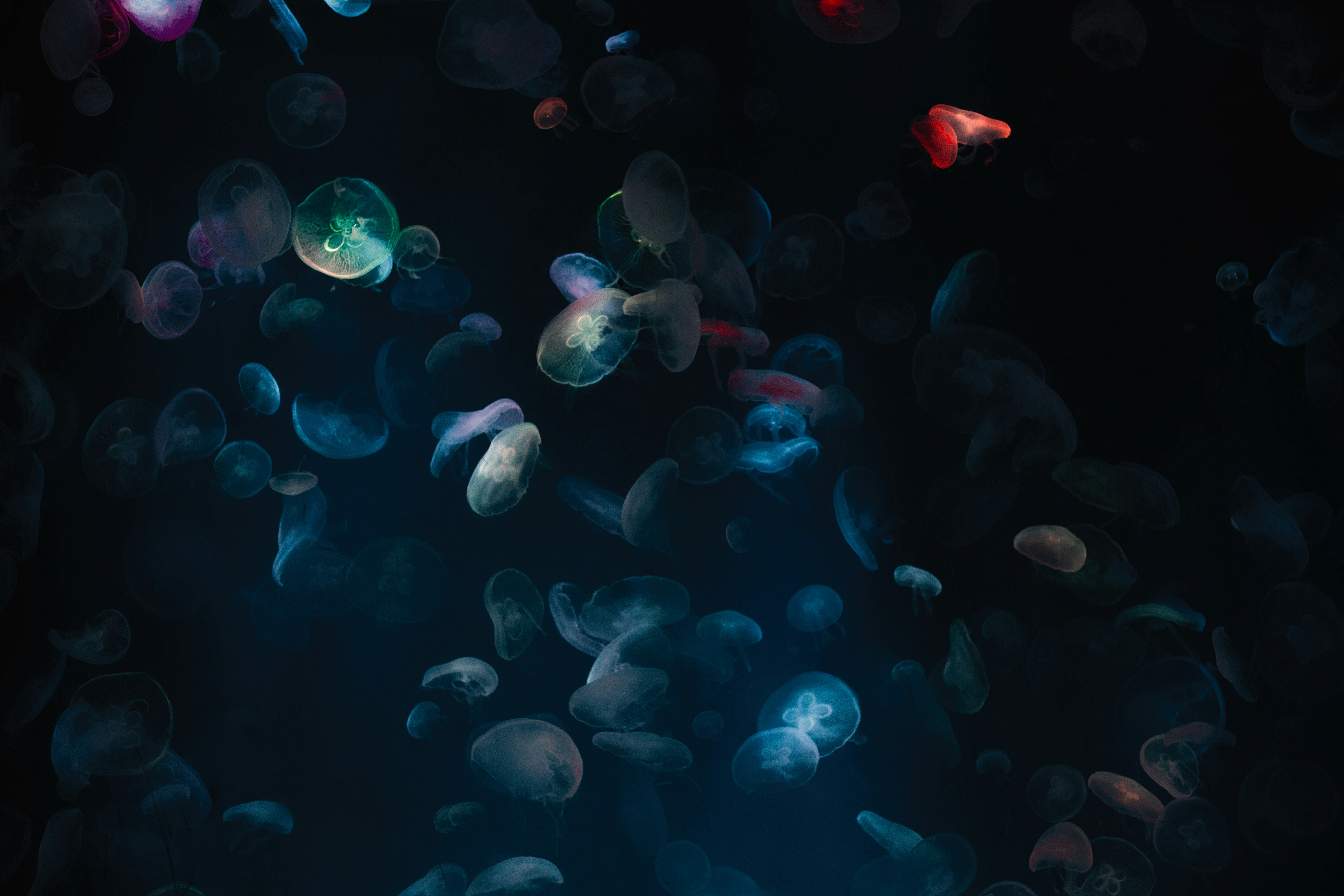 Photo by vinomamba24