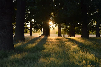 Soft sunlight filtering through trees onto a yoga mat laid on a grassy meadow.