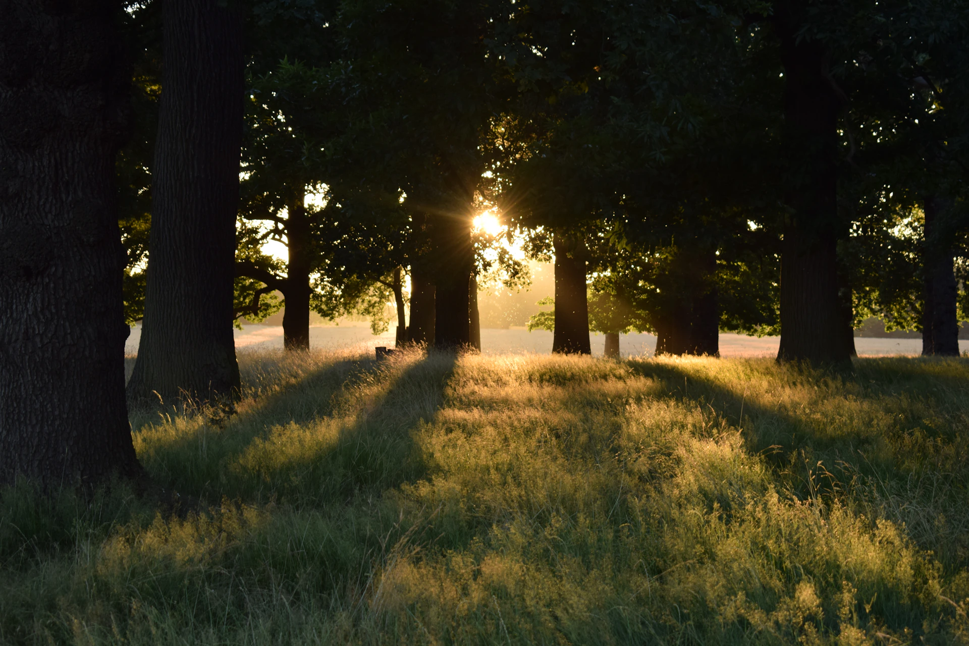 Soft morning sunlight filtering through tall trees at Carmel Oasis, casting gentle shadows on a peaceful prayer garden.