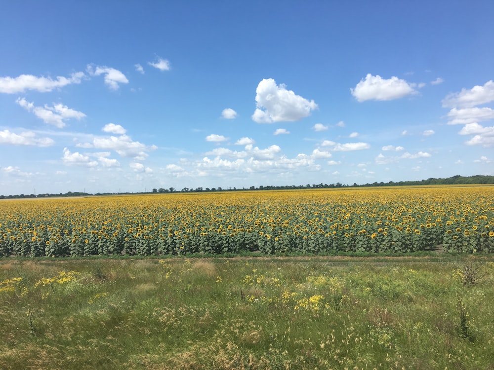 a large field of sunflowers under a blue sky