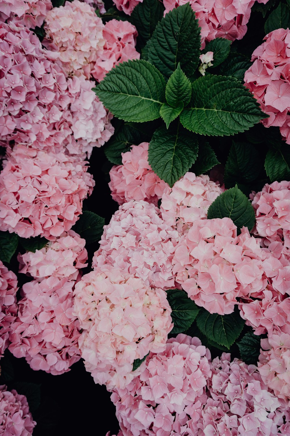 fleurs aux pétales roses