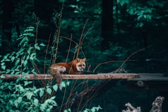 A gentle illustration of Zach the fox sitting peacefully under a tall, leafy tree in a cozy forest clearing.