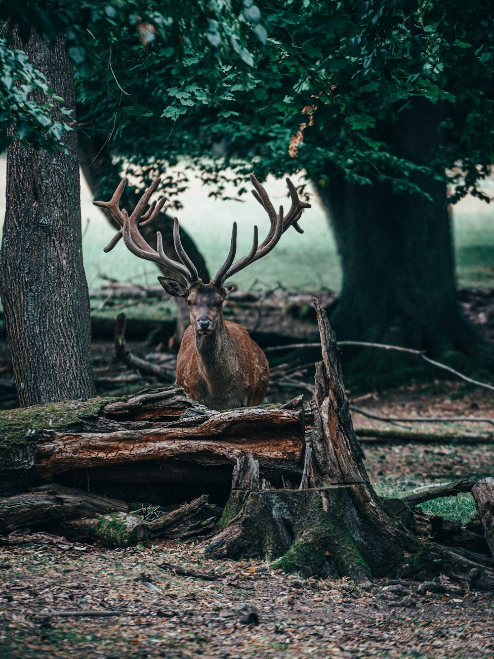 brown deer