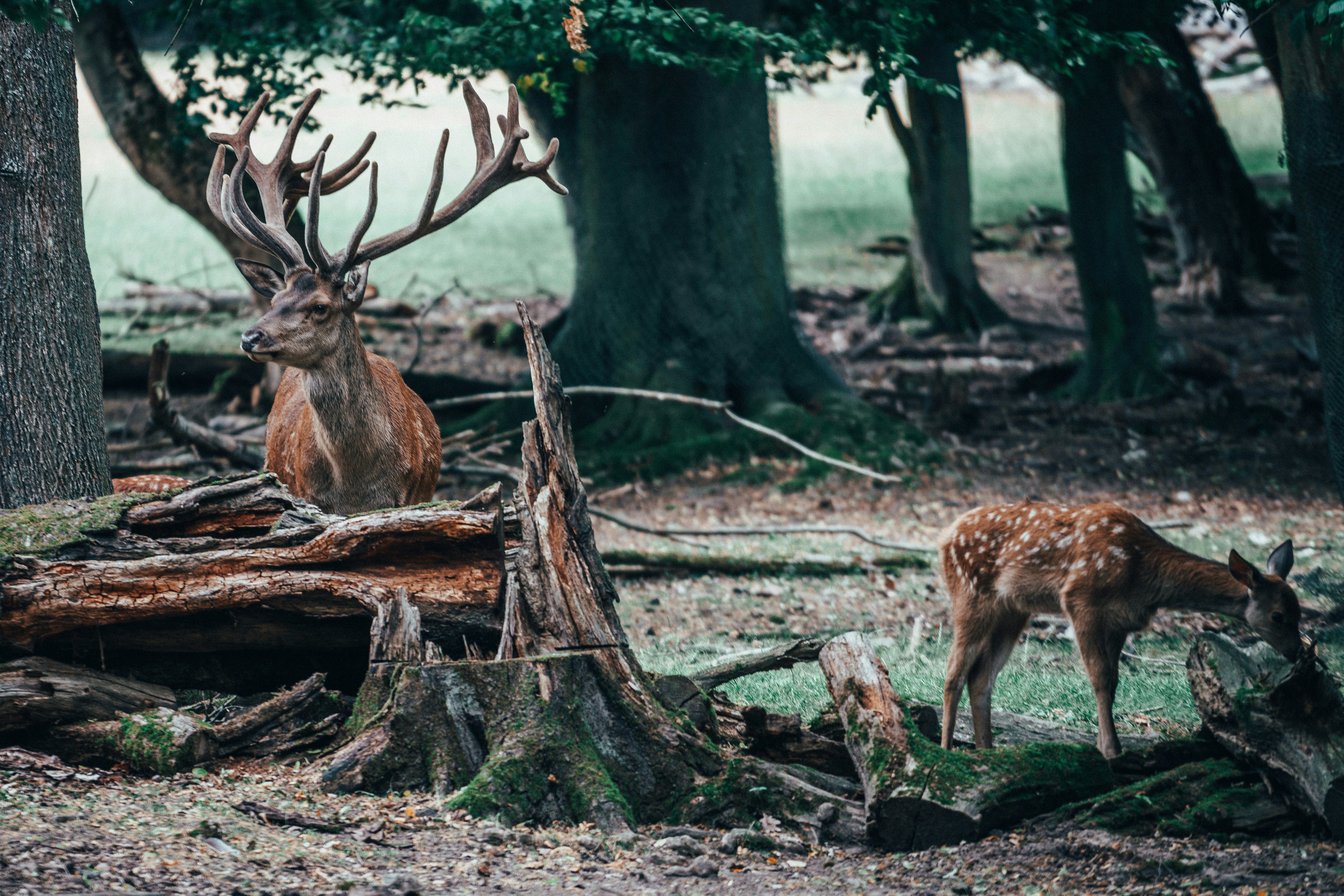 Photo by mirkosphoto