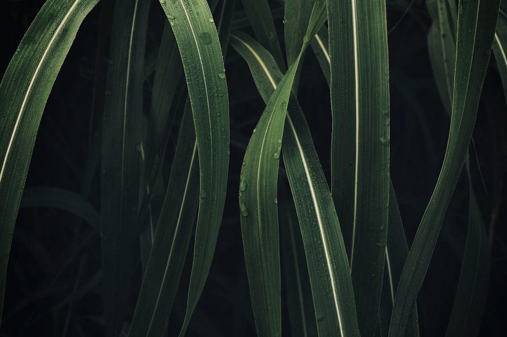 green-leafed plant