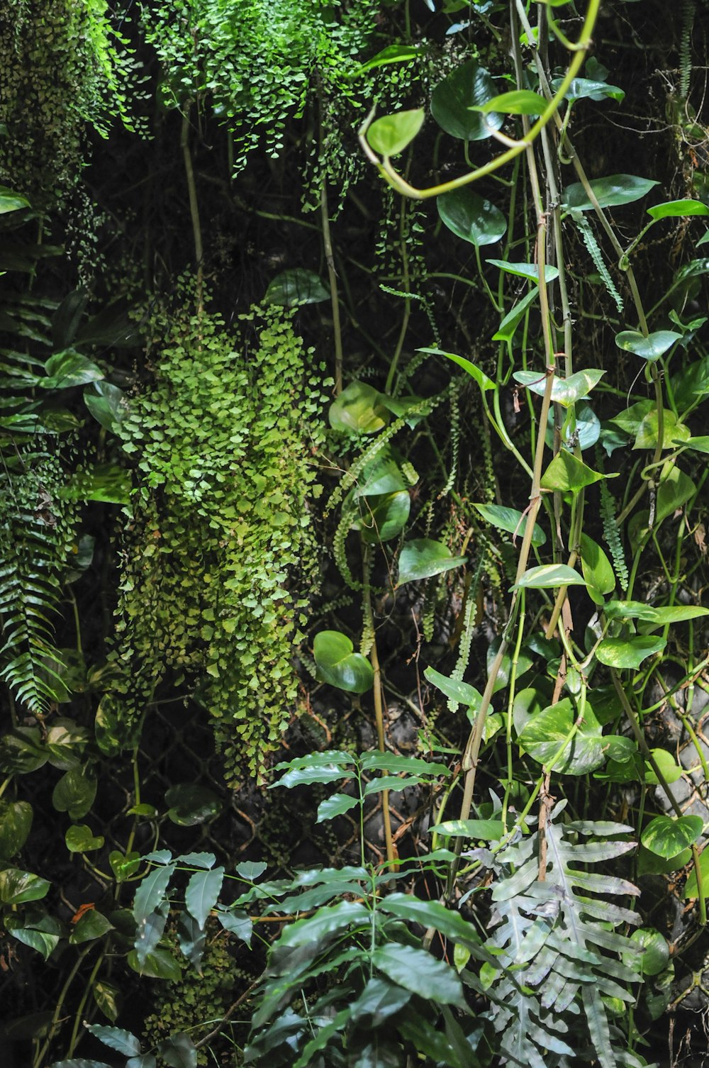 green-leafed plant