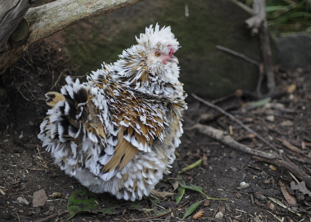 a white and brown bird sitting on the ground