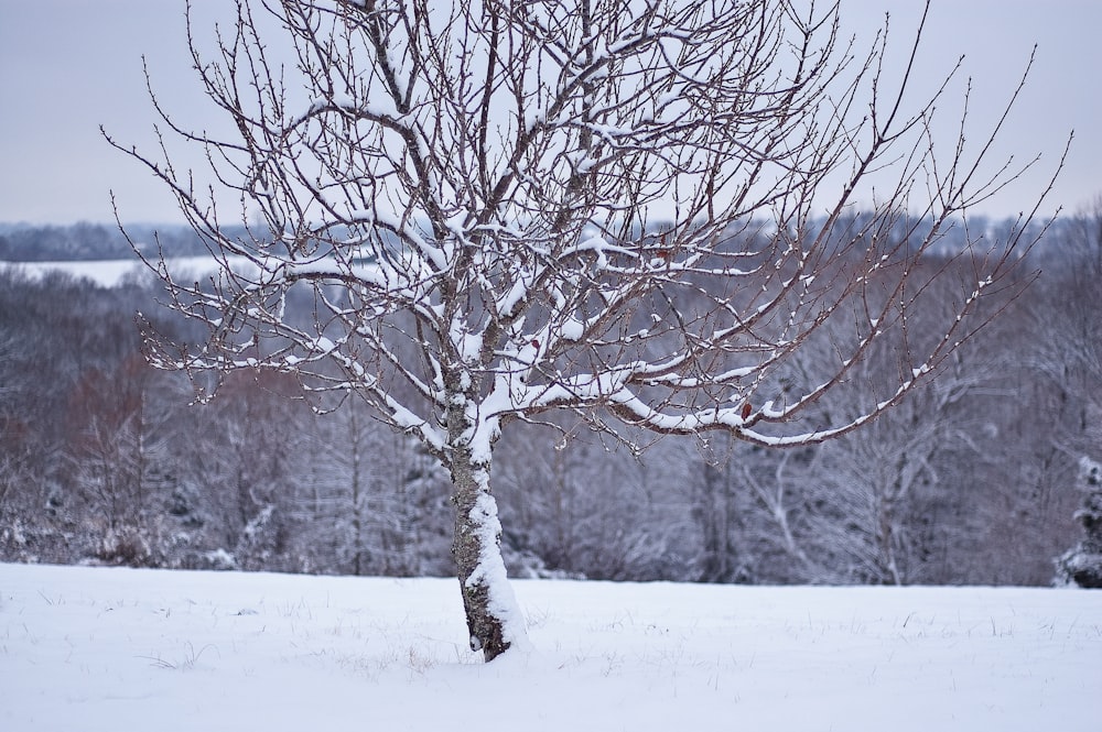 withered tree with snow