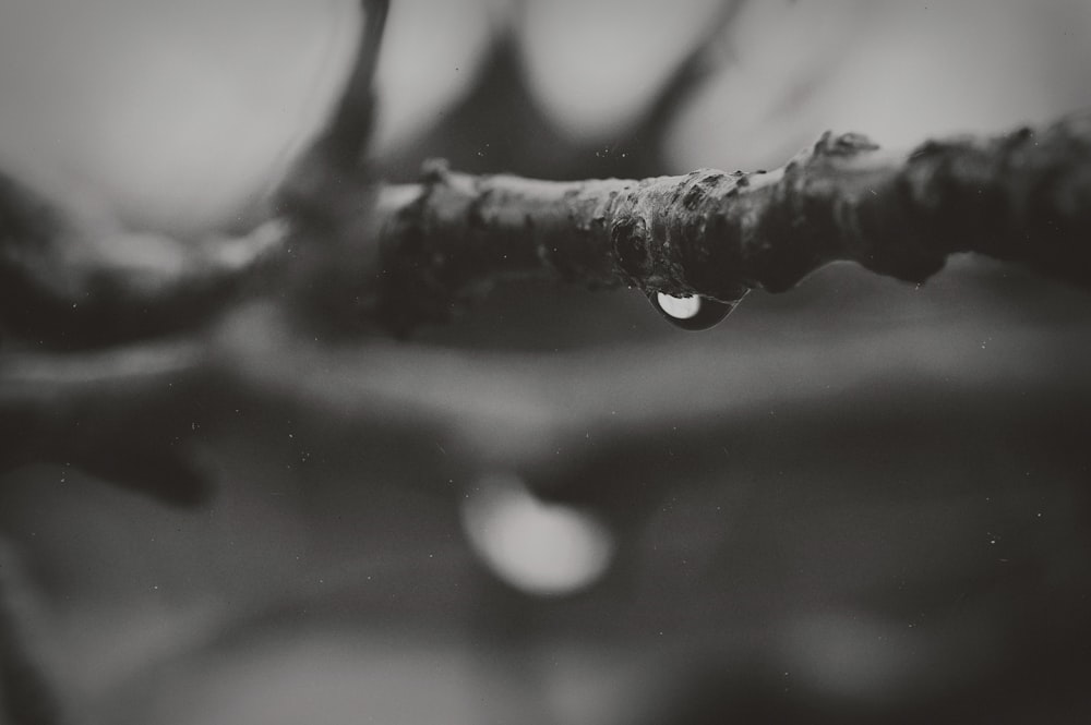 fotografia de gotas de água