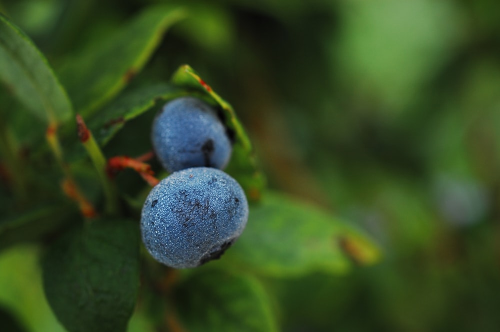 shallow focus photo of blue flowers