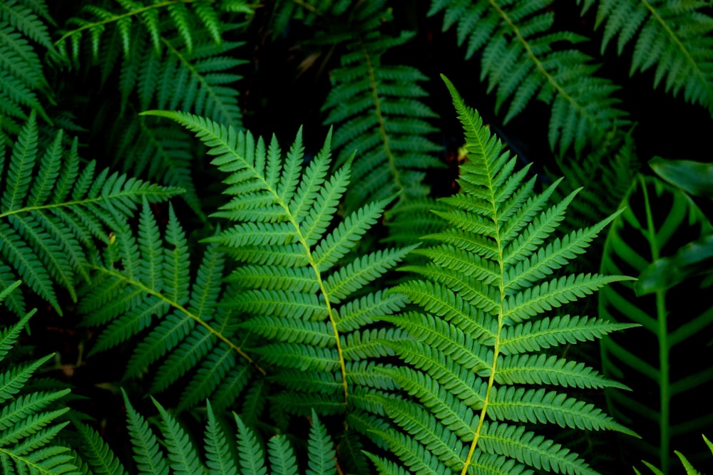 green fern plants