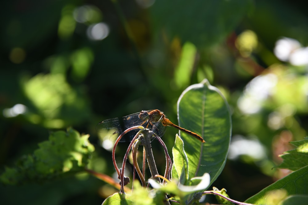 brown dragonfly