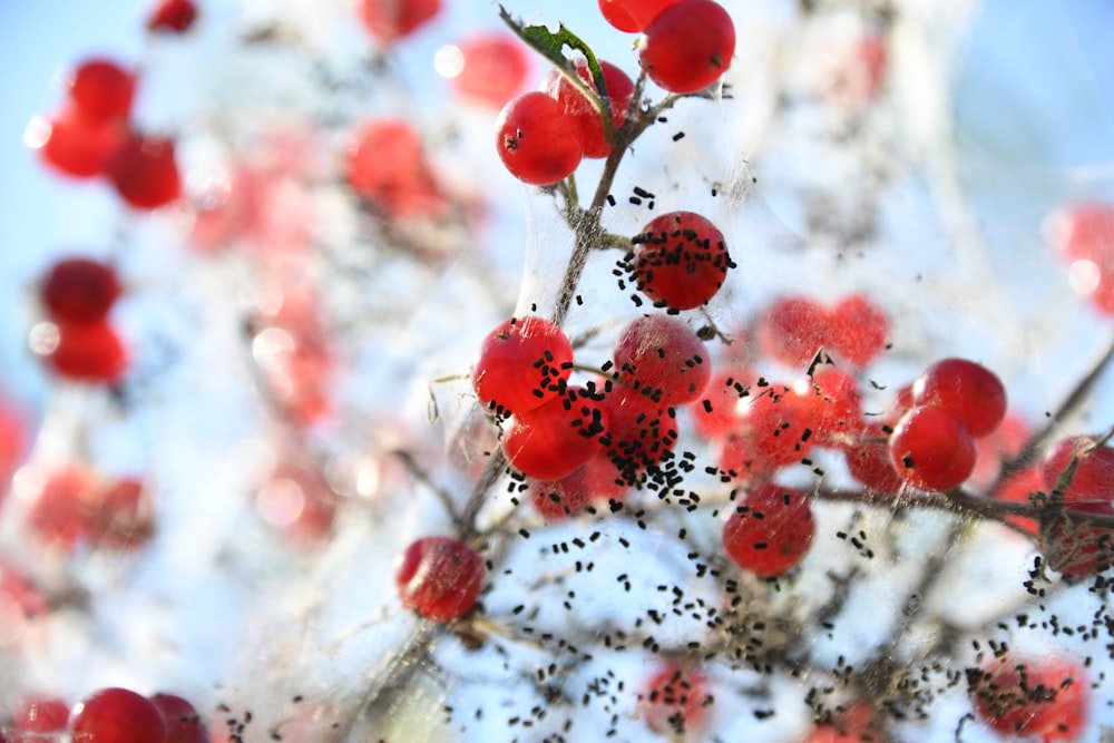 closeup photo of red fruits