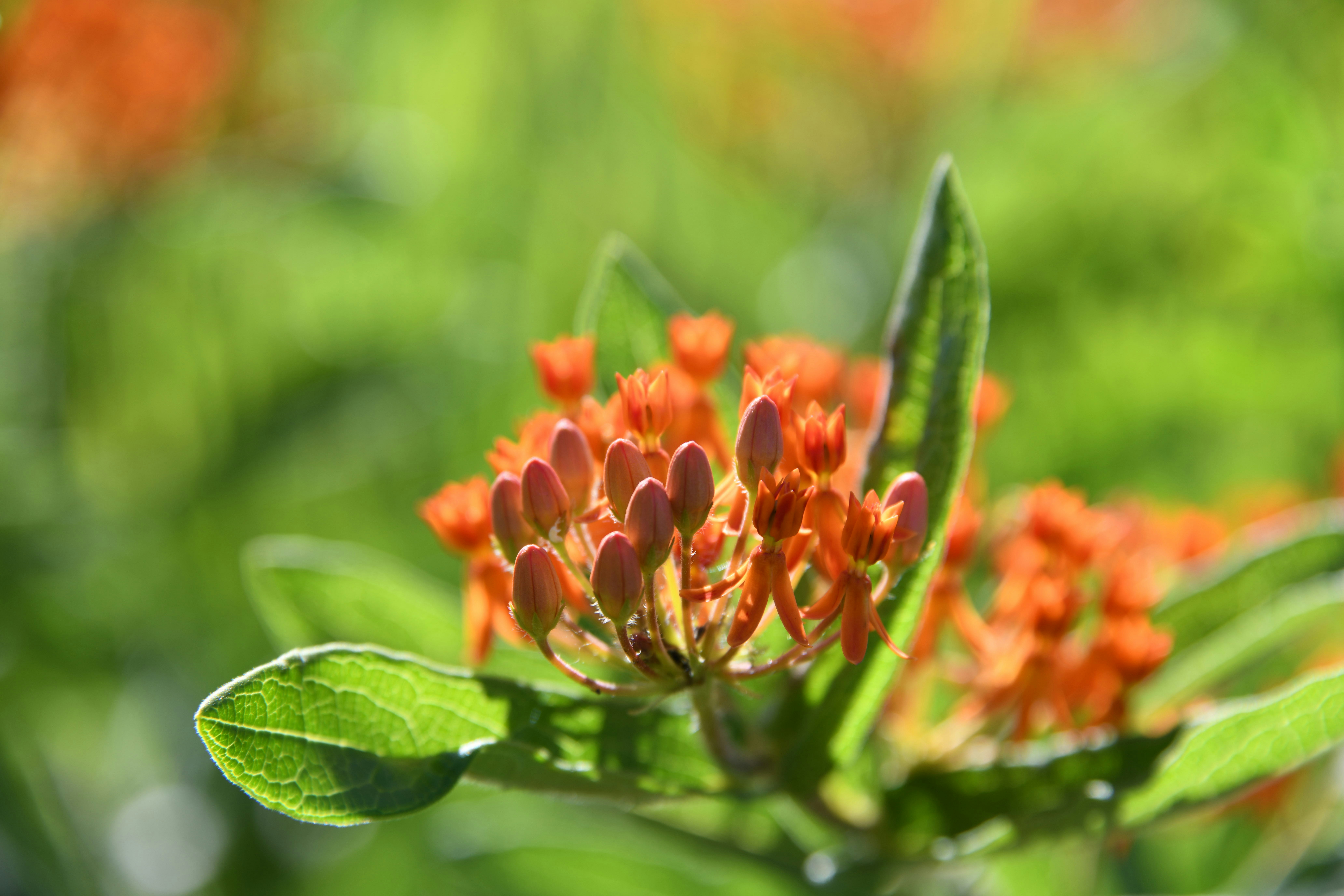 Butterfly Weed: Monarch Magnet (image credits: unsplash)