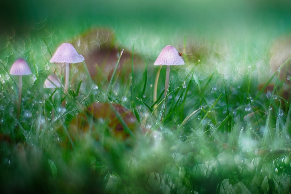 champignon blanc