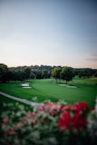 green grass lawn