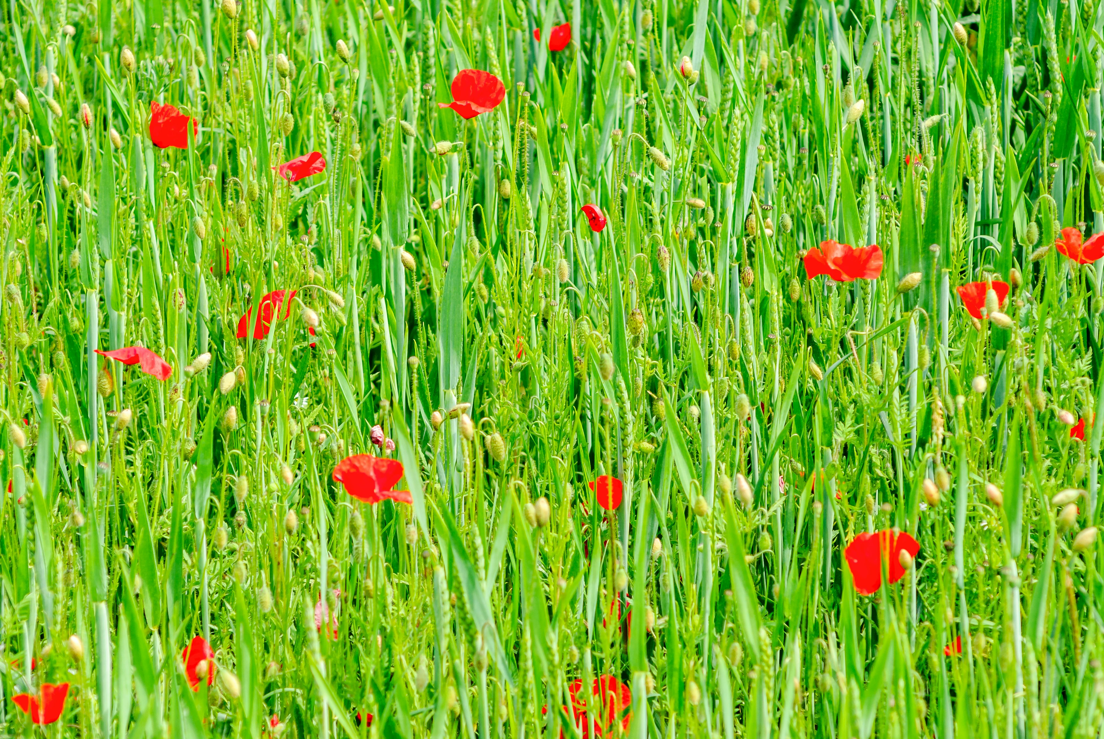 red-petaled flowers