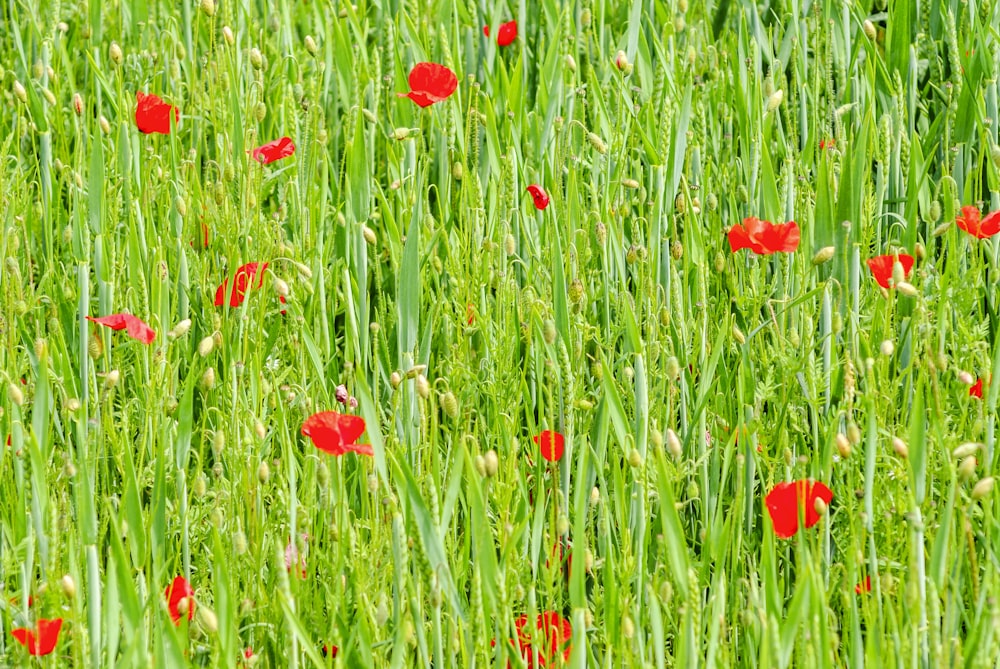 red-petaled flowers