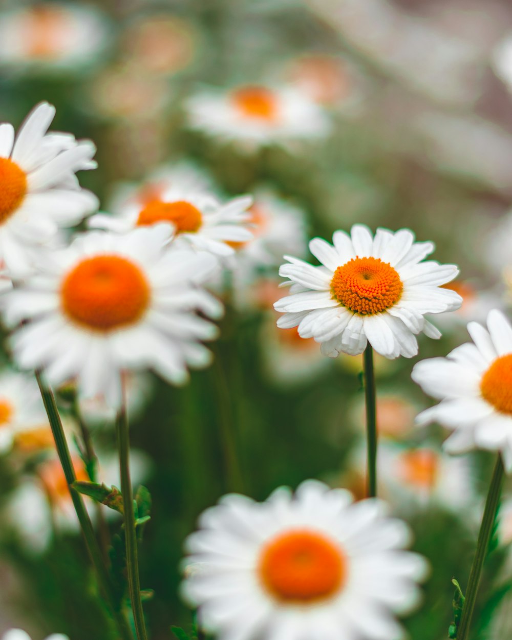 흰색과 주황색 꽃잎 꽃