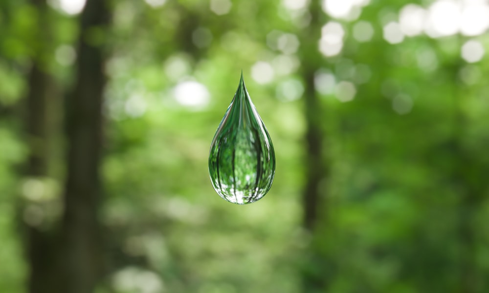 una gota de agua colgando de un árbol