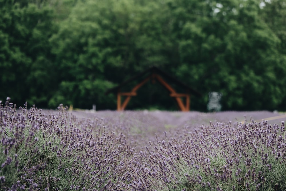 purple petaled flowers near trees