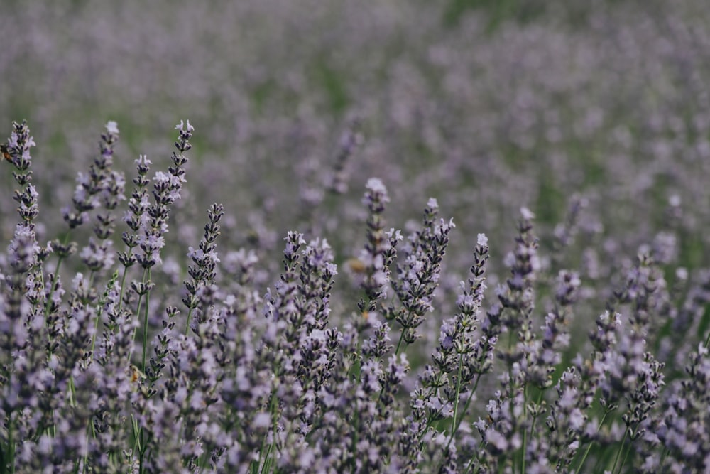 closeup photo of pink flower field