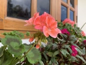 A finished garden frame displayed beautifully with blooming flowers inside.