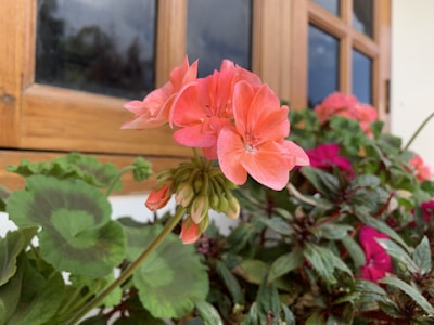 Finished colorful garden frames displaying flowers in a cozy outdoor space.