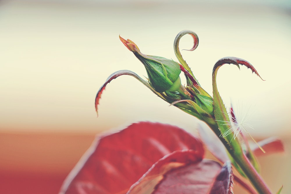 closeup photo of green leaf