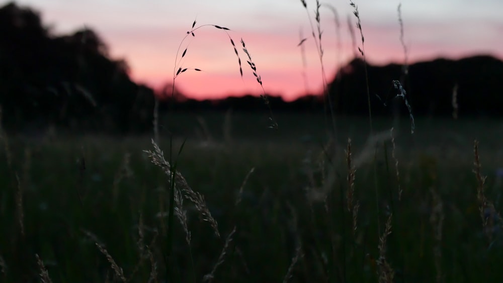 green grass field