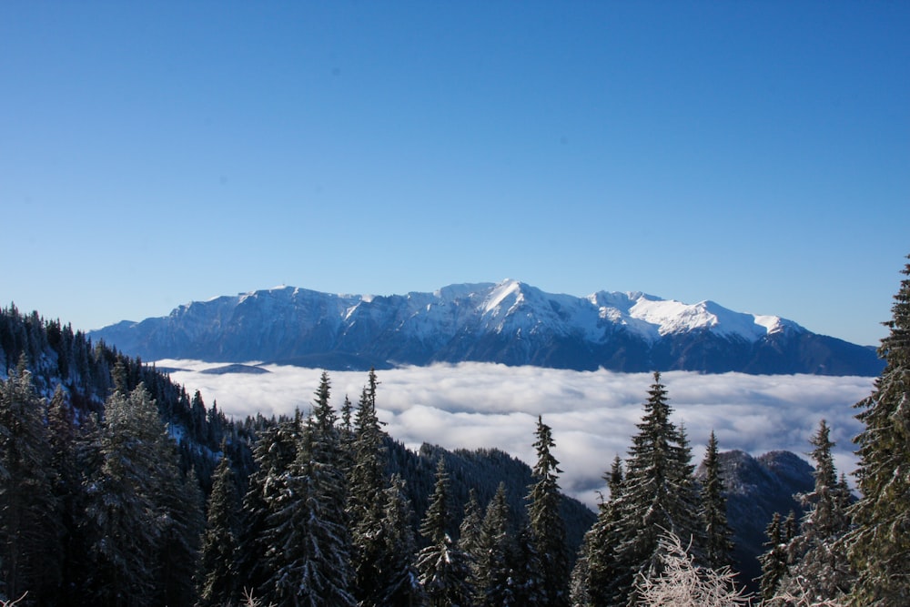 forest and mountain alps