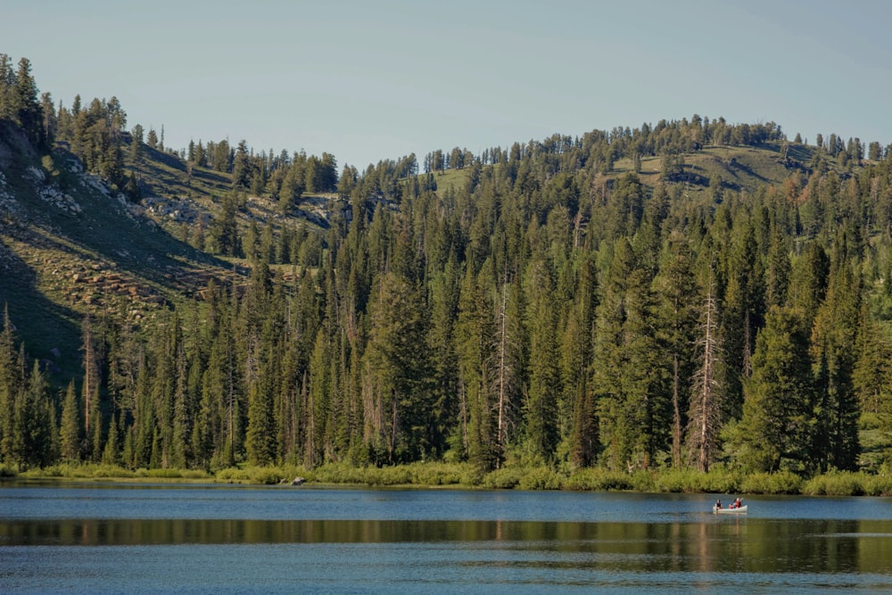 lake and trees