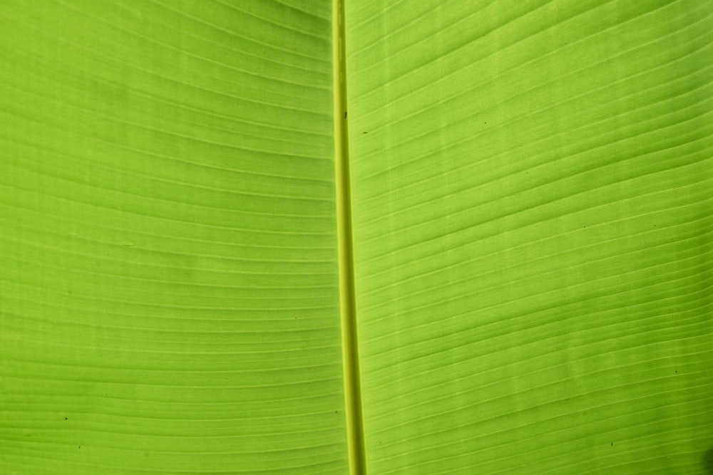 green banana leaf