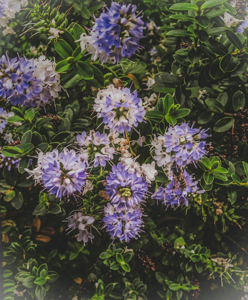 흰색과 보라색 꽃잎이 달린 꽃의 근접 촬영 사진