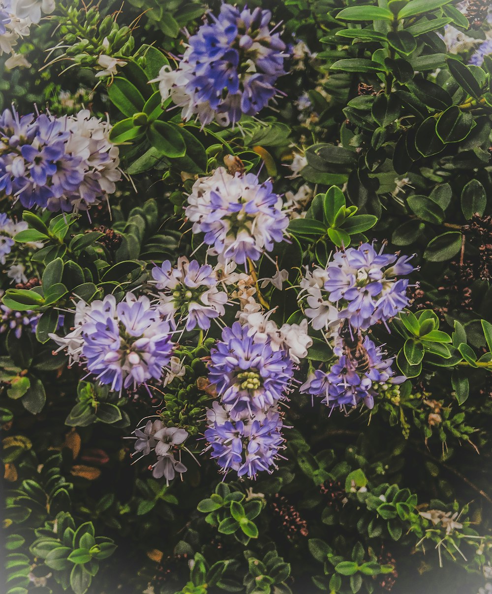 closeup photo of white and purple petaled flowers