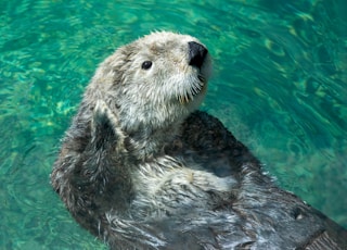 closeup photo of swimming rodent