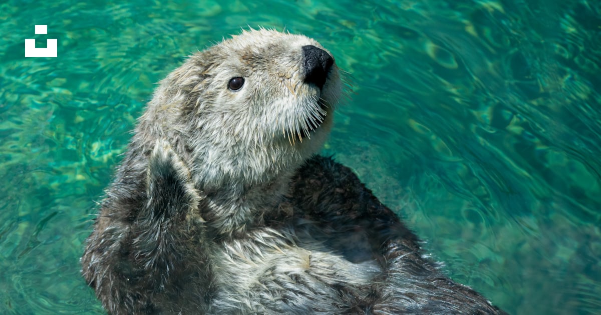 Photo en gros plan d’un rongeur nageur photo – Image gratuite de Animal ...