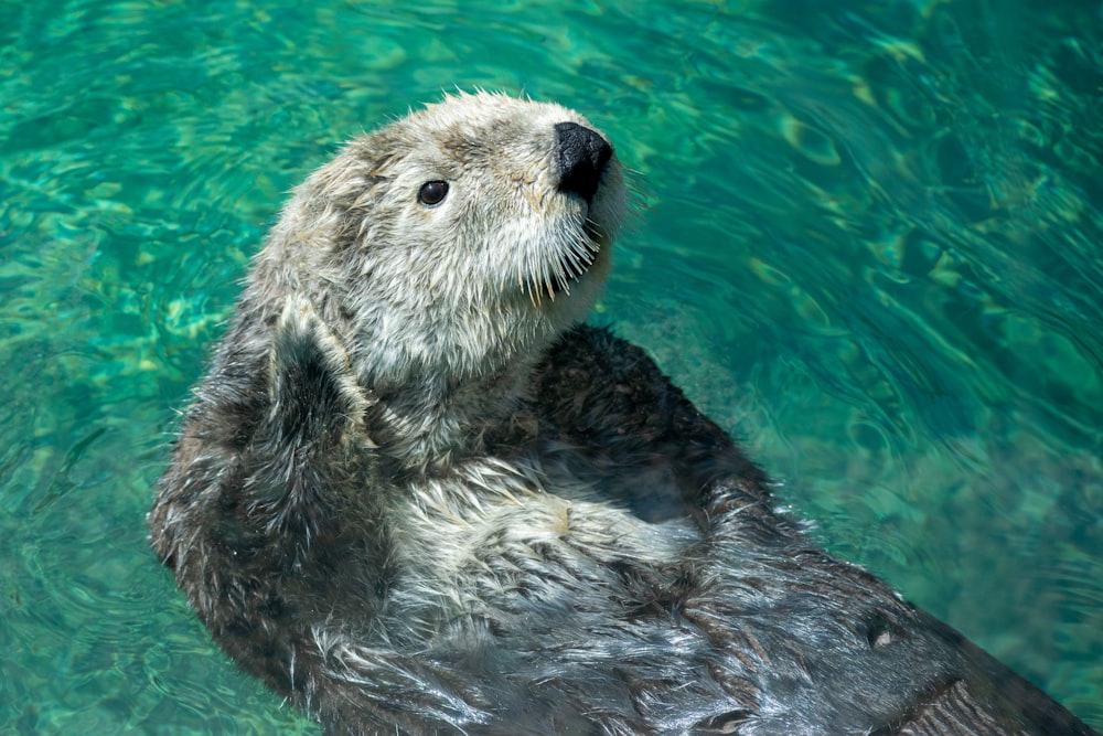 closeup photo of swimming rodent