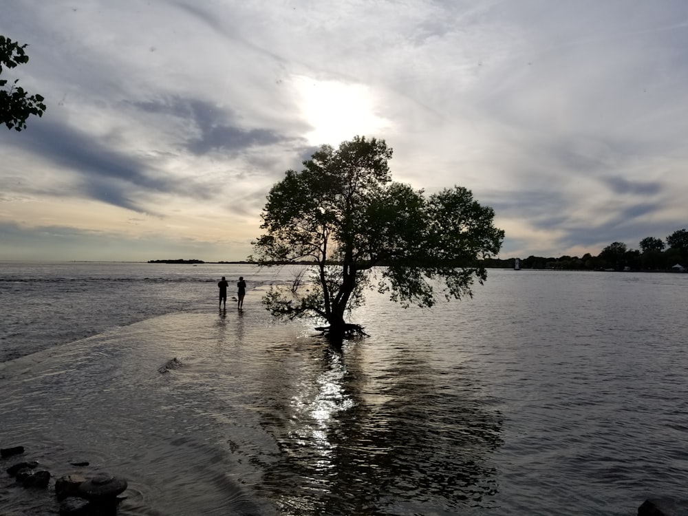 albero verde in riva al mare