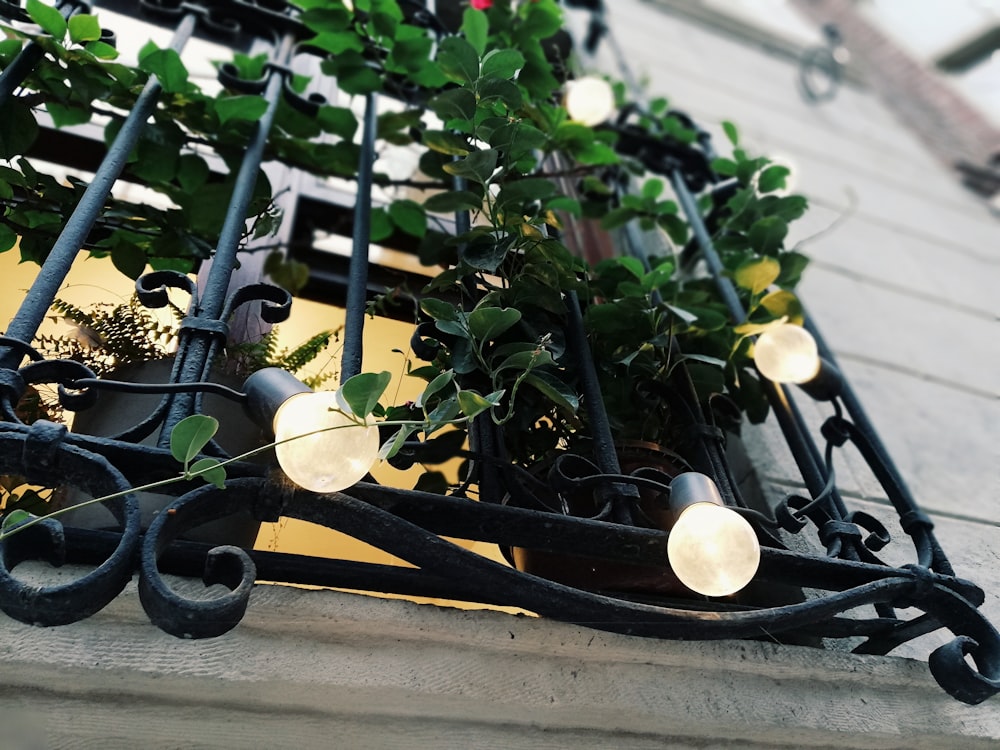 lighted white bulbs on black window grills near green leaf plants