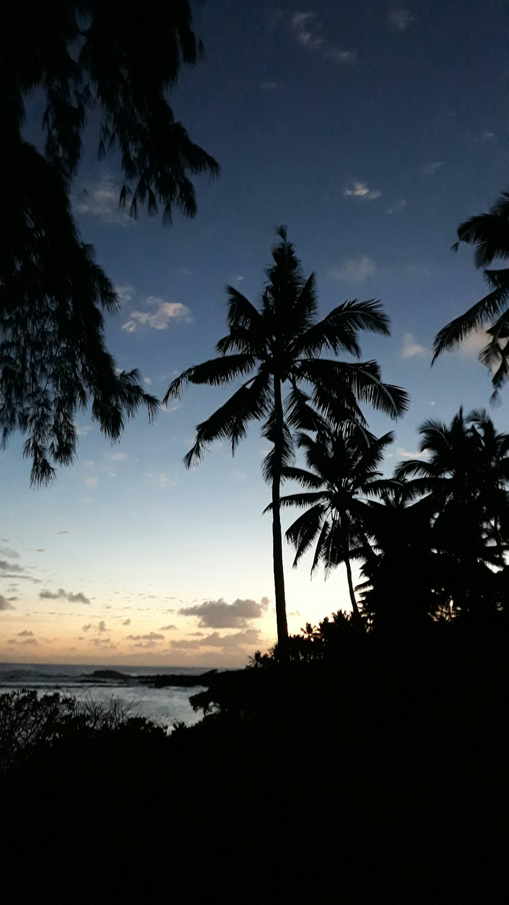 a couple of palm trees sitting next to a body of water