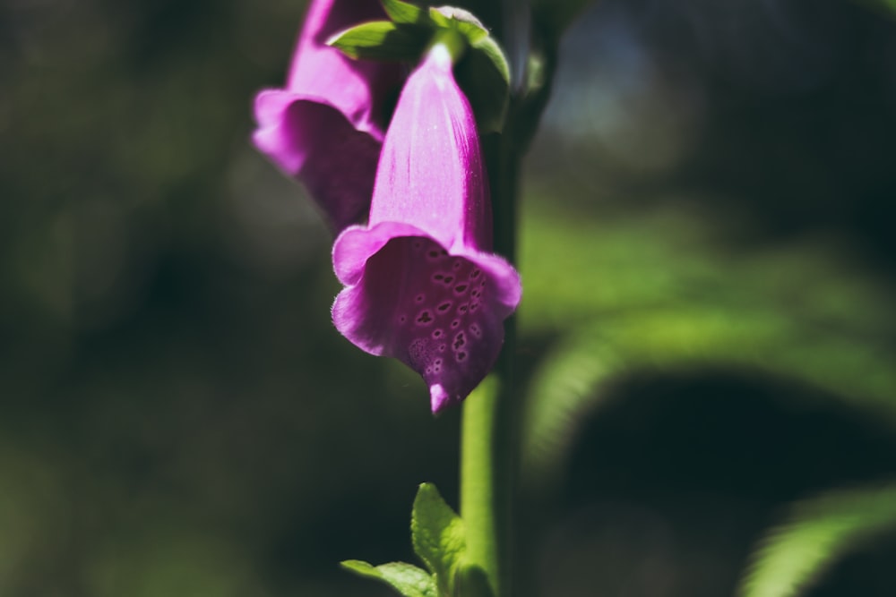 purple flowers