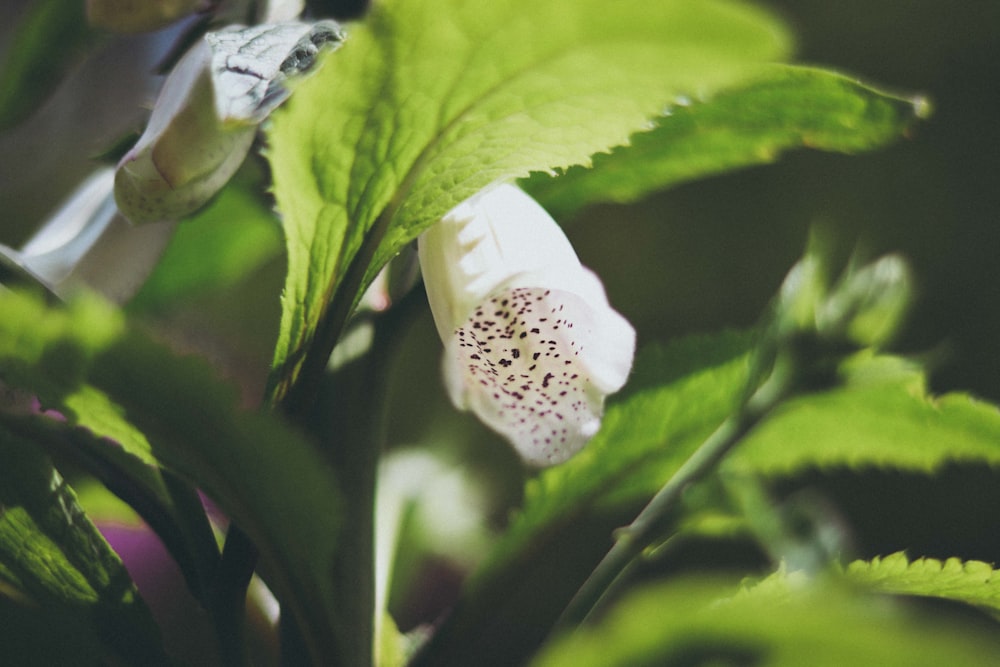 white flower