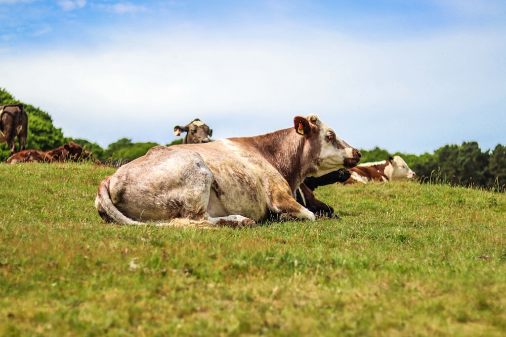 mucca marrone sul prato dell'erba verde