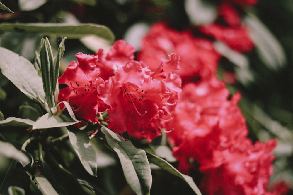 red-petaled flowers