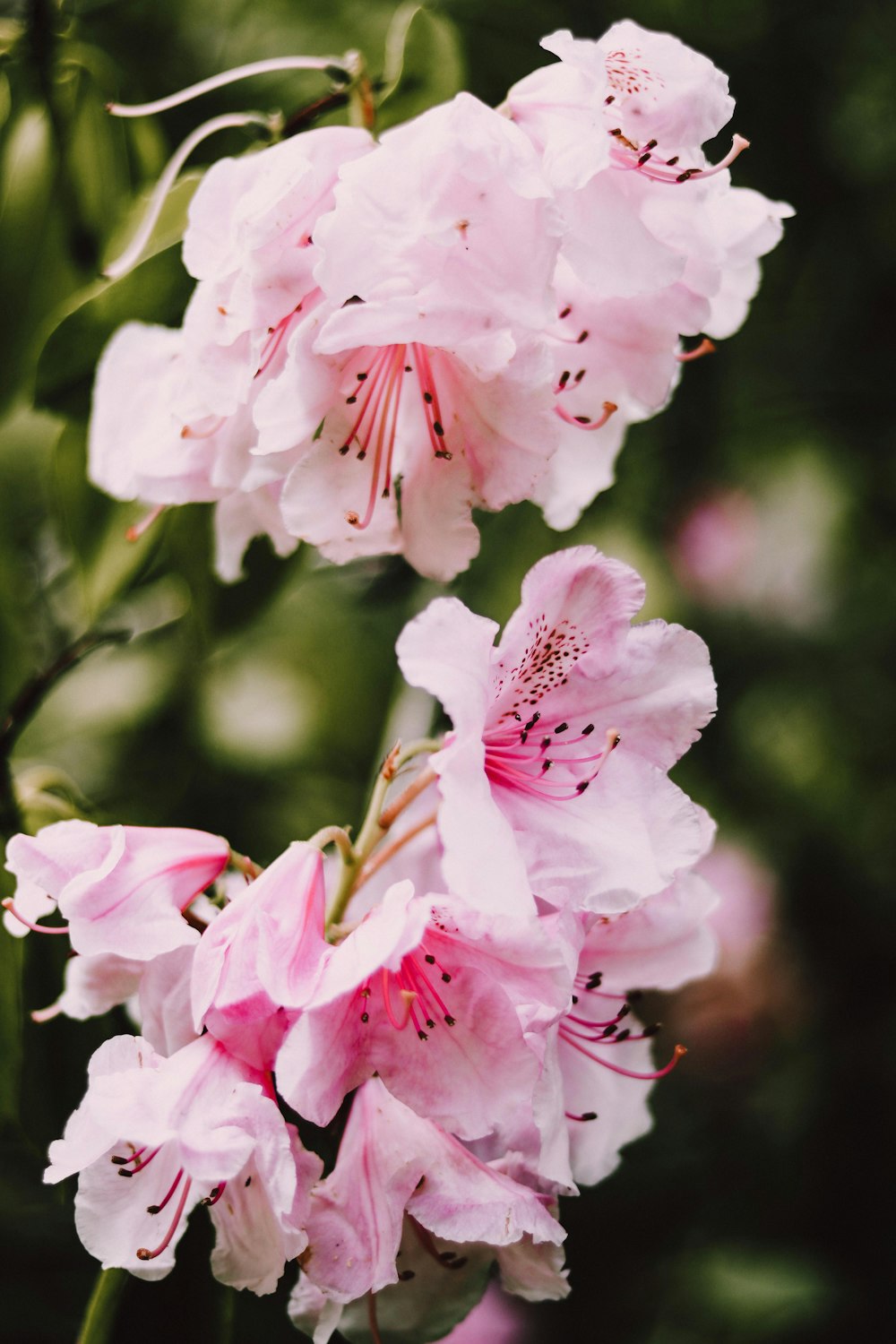 blooming pink cherry blossoms