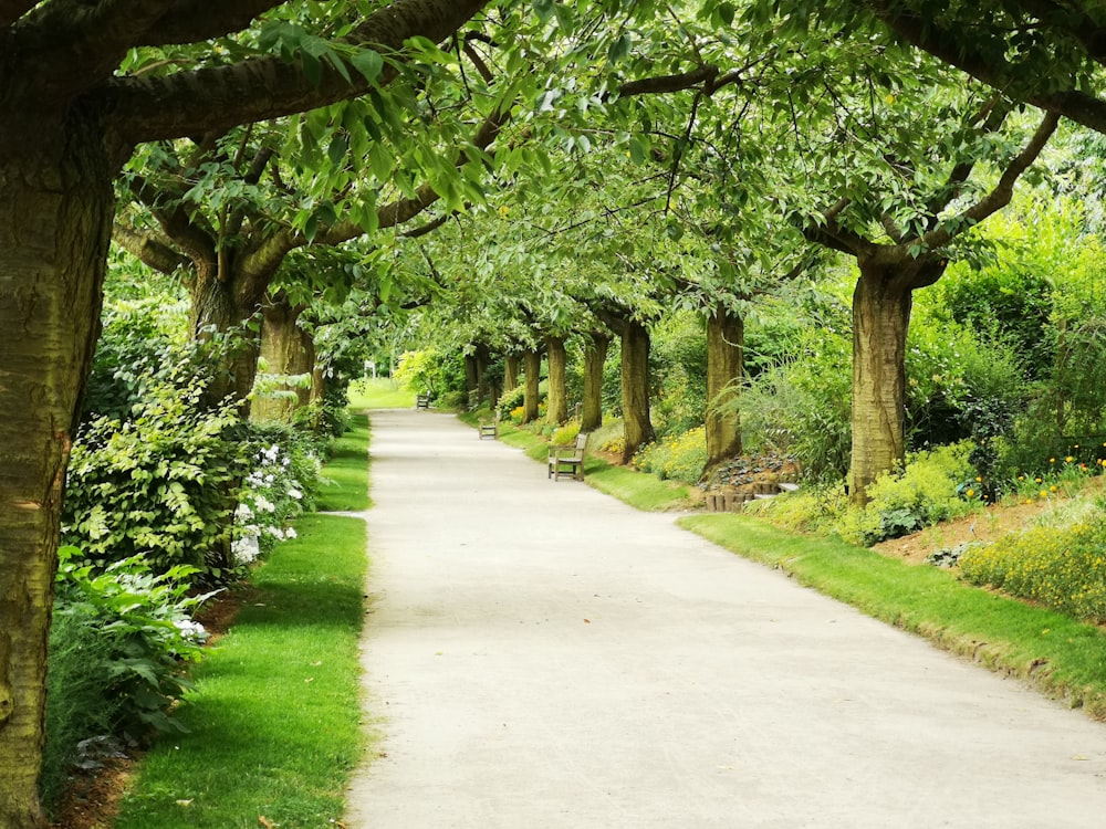 pathway underneath trees