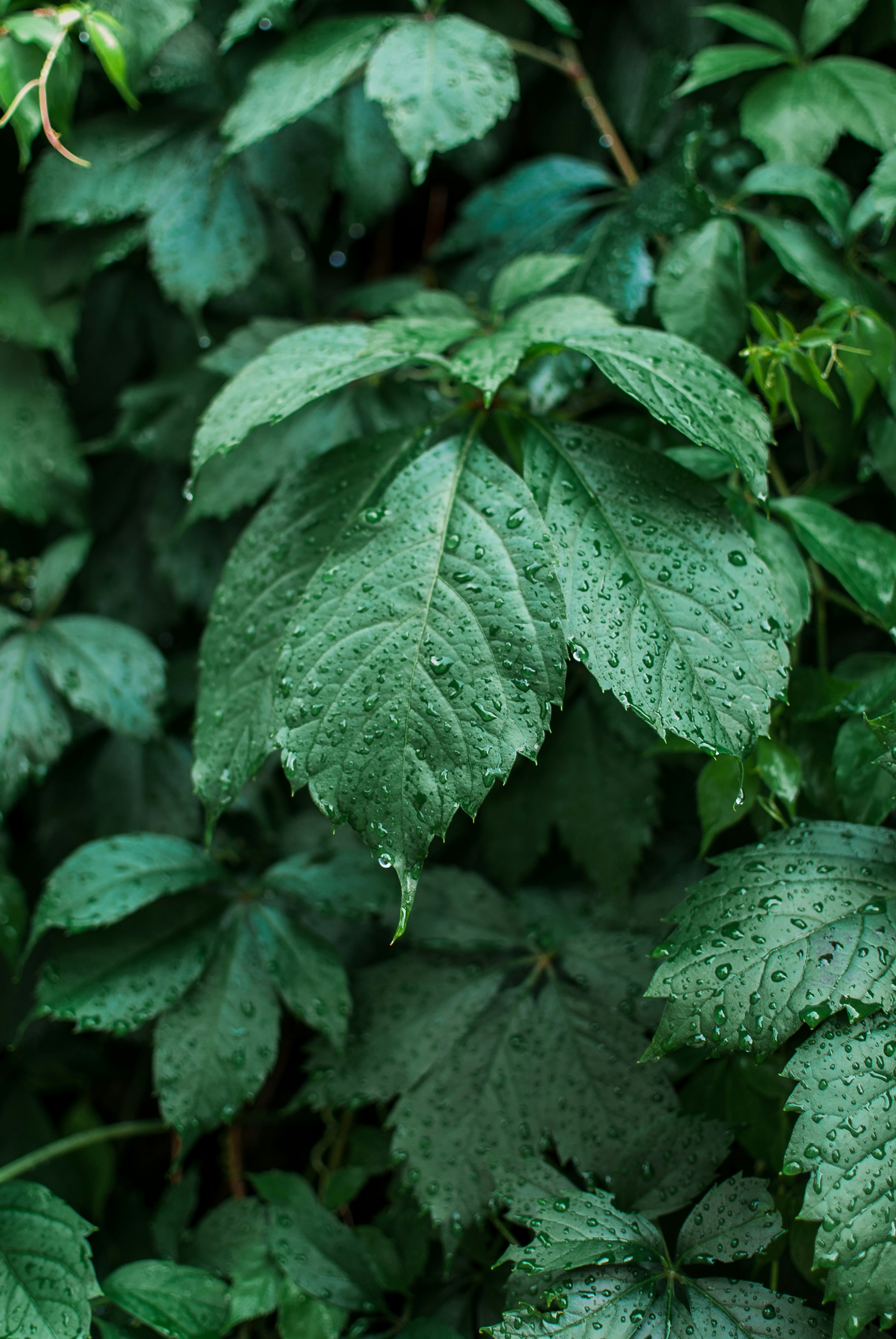 green-leafed plant growing