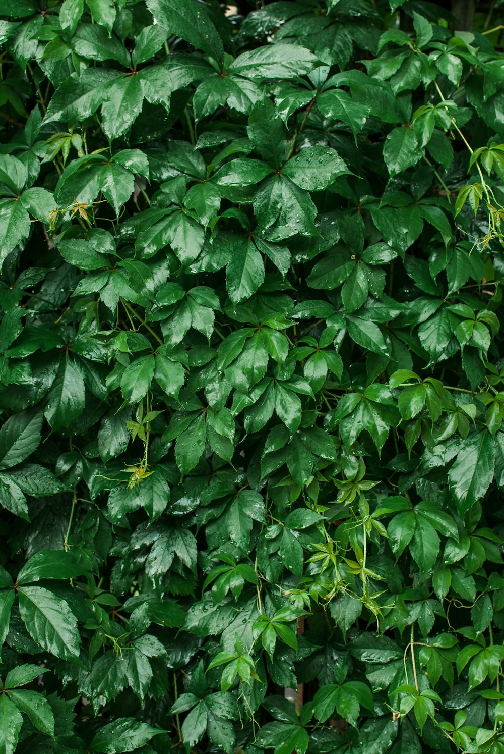 closeup photo of green leafed plants