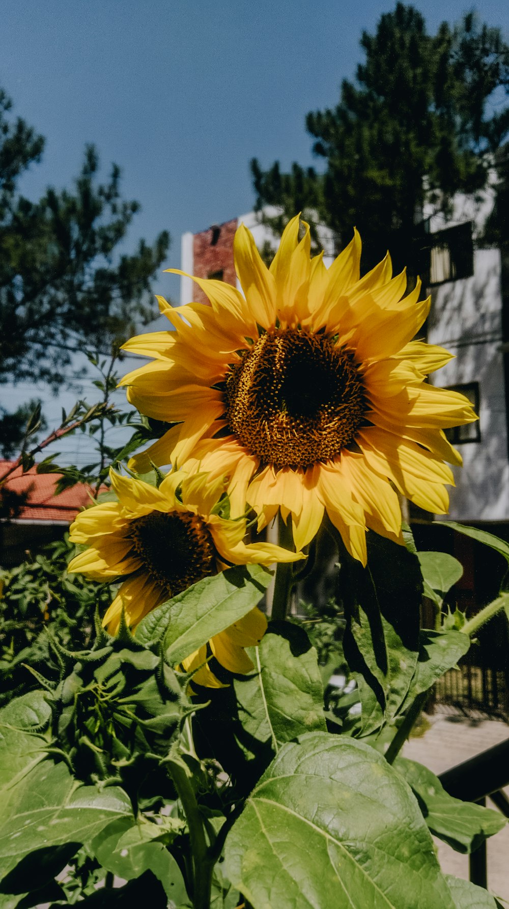 a large sunflower is blooming in a garden